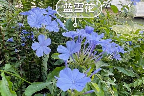 1.照样子写词语宝石蓝 （ ） （ ） 雪白（ ） （ ）2.国外进口的植物有哪些？（ ） （ ）